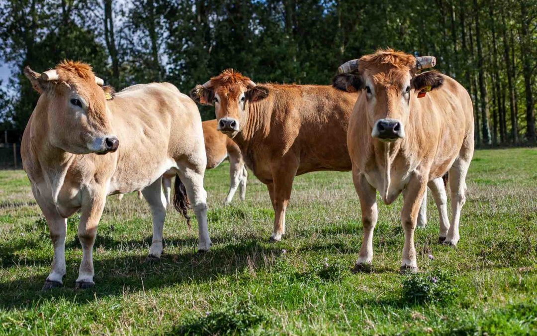 Visite de la ferme du Moulin de la Cauchiette.